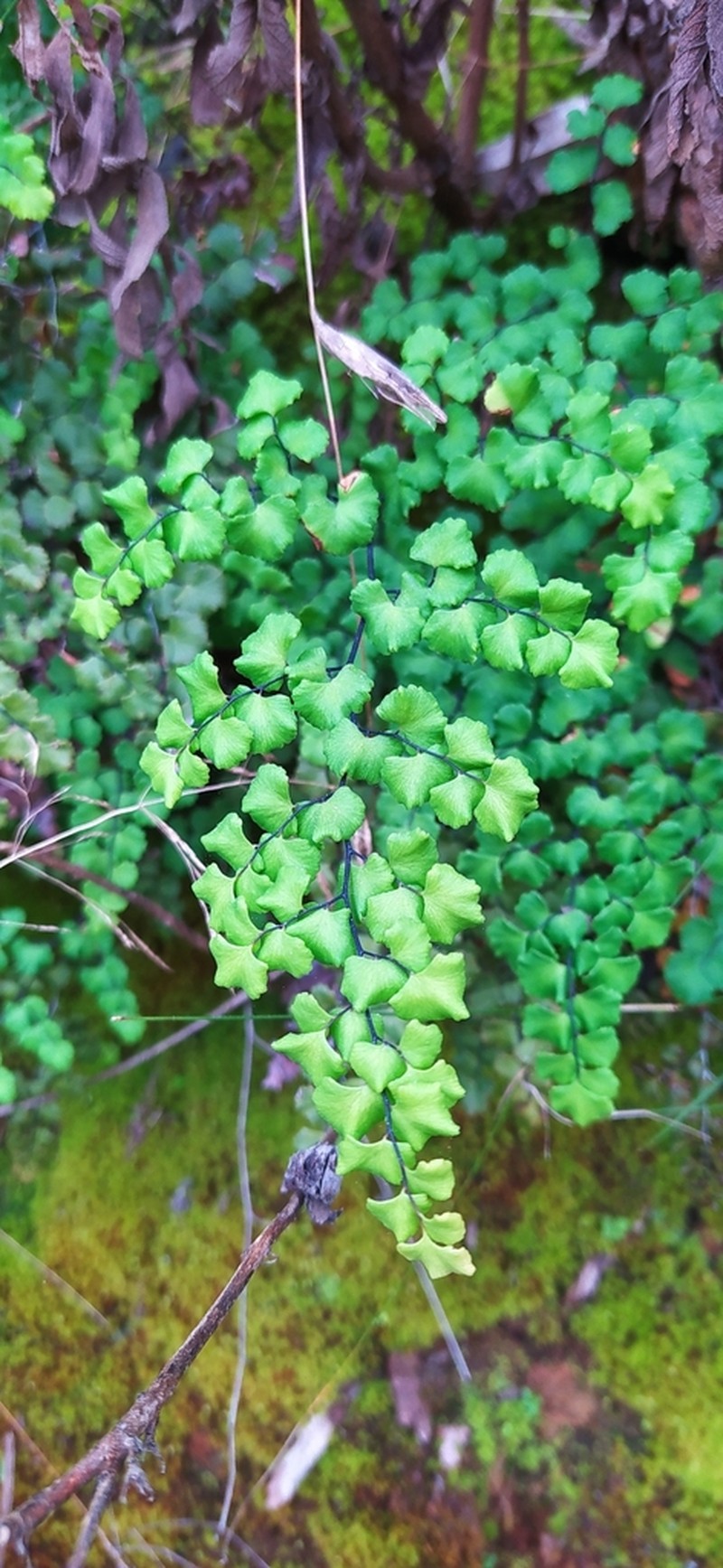 Adiantum scabrum photo 5