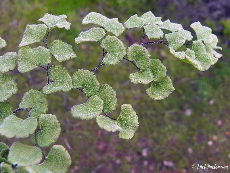 Adiantum scabrum photo 6
