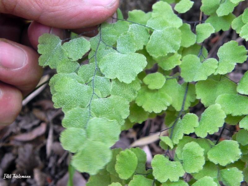 Adiantum scabrum photo 7