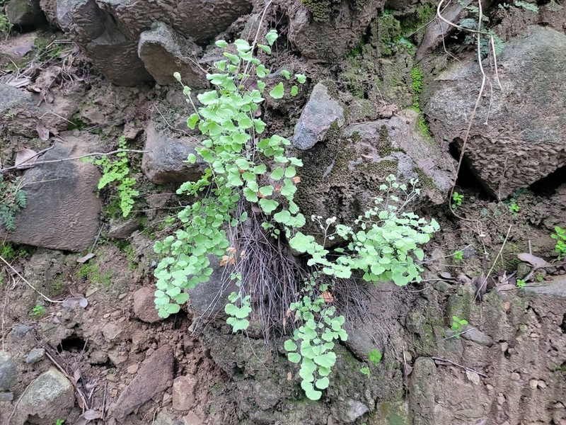 Adiantum scabrum photo 8
