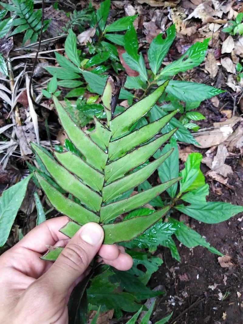 Adiantum scalare
