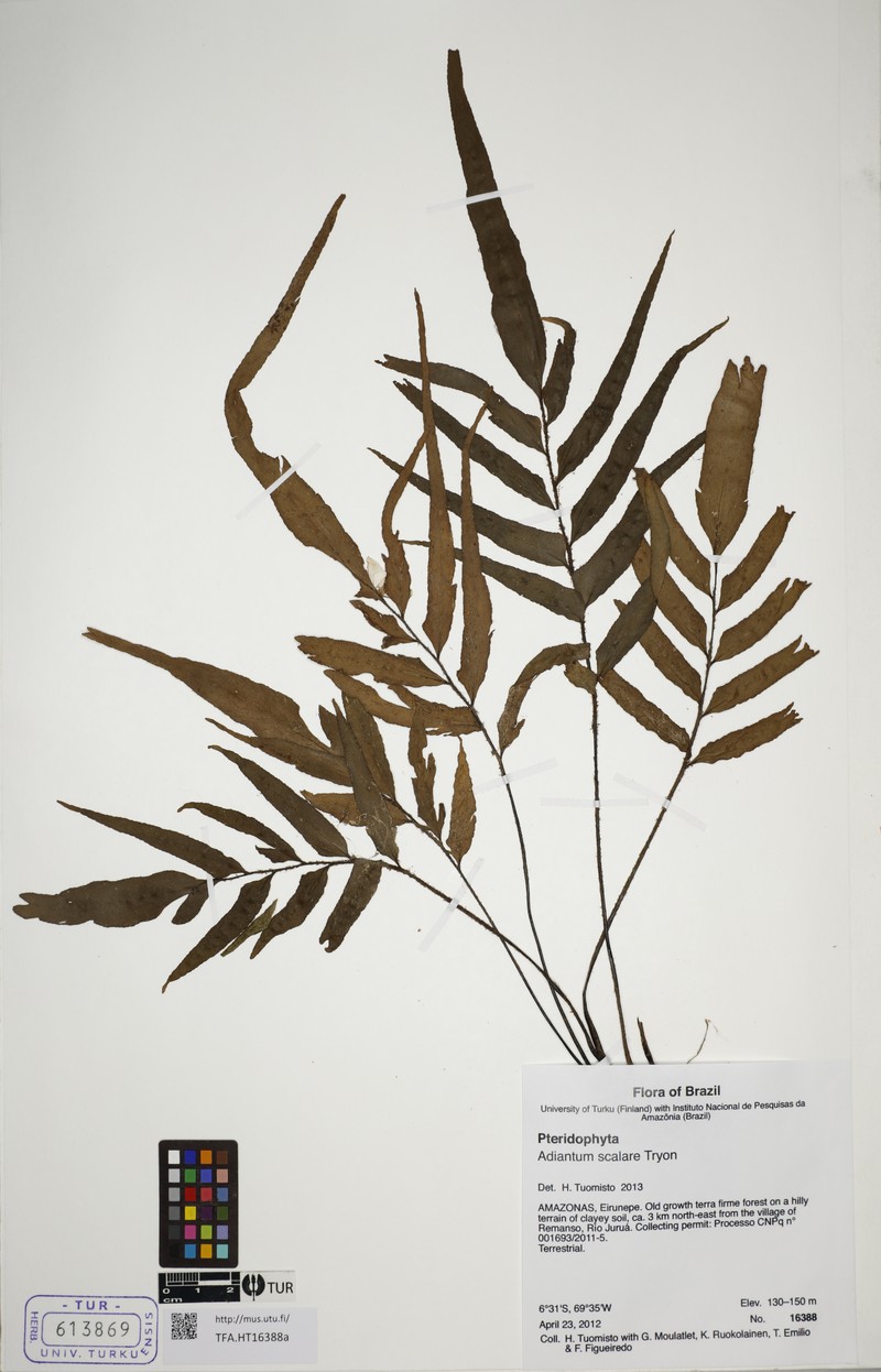 Adiantum scalare photo 2