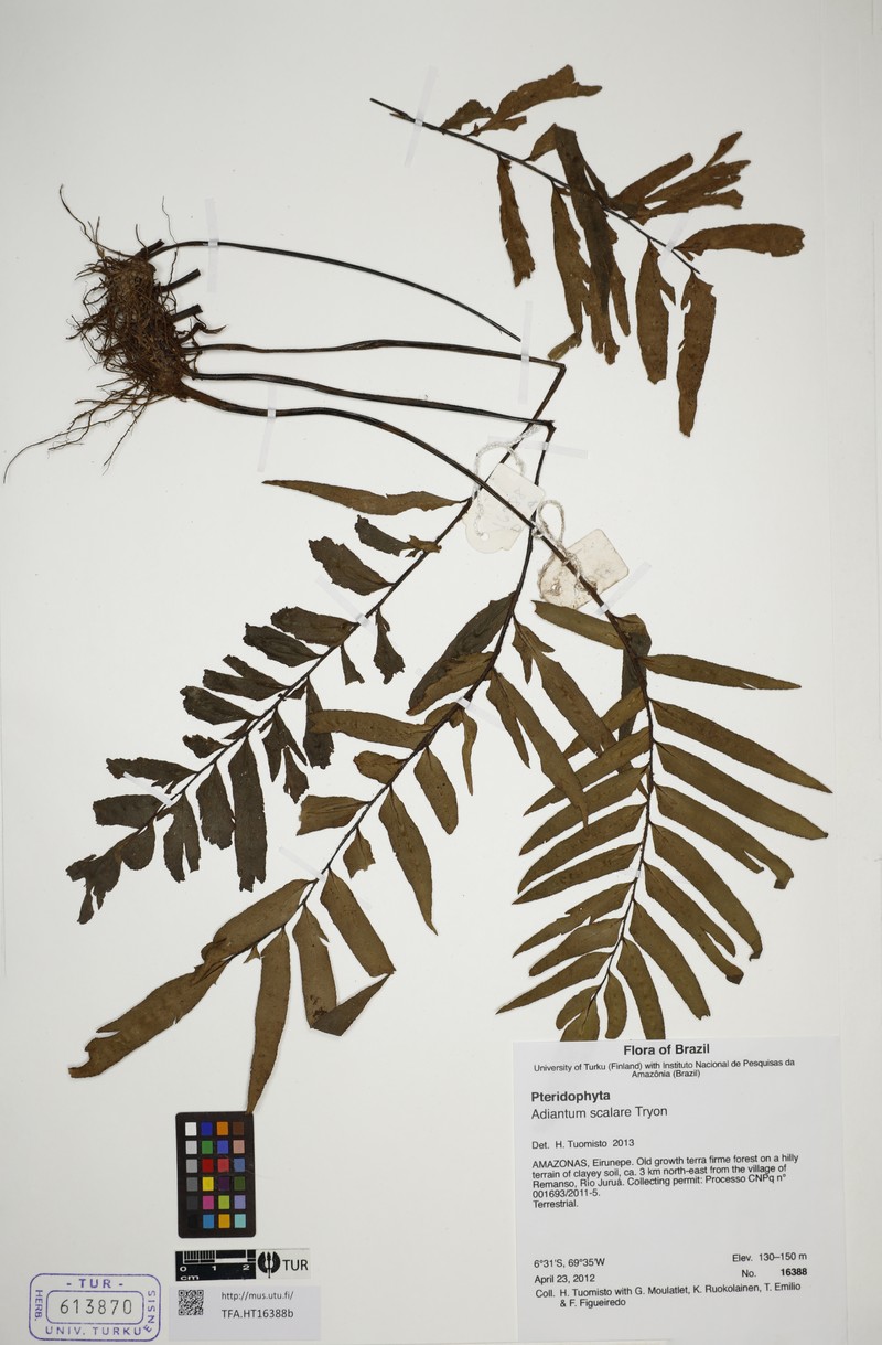Adiantum scalare photo 3
