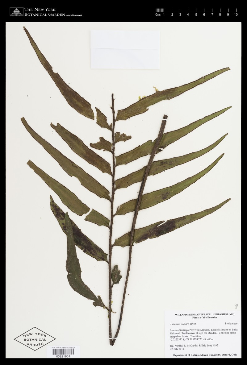 Adiantum scalare photo 4