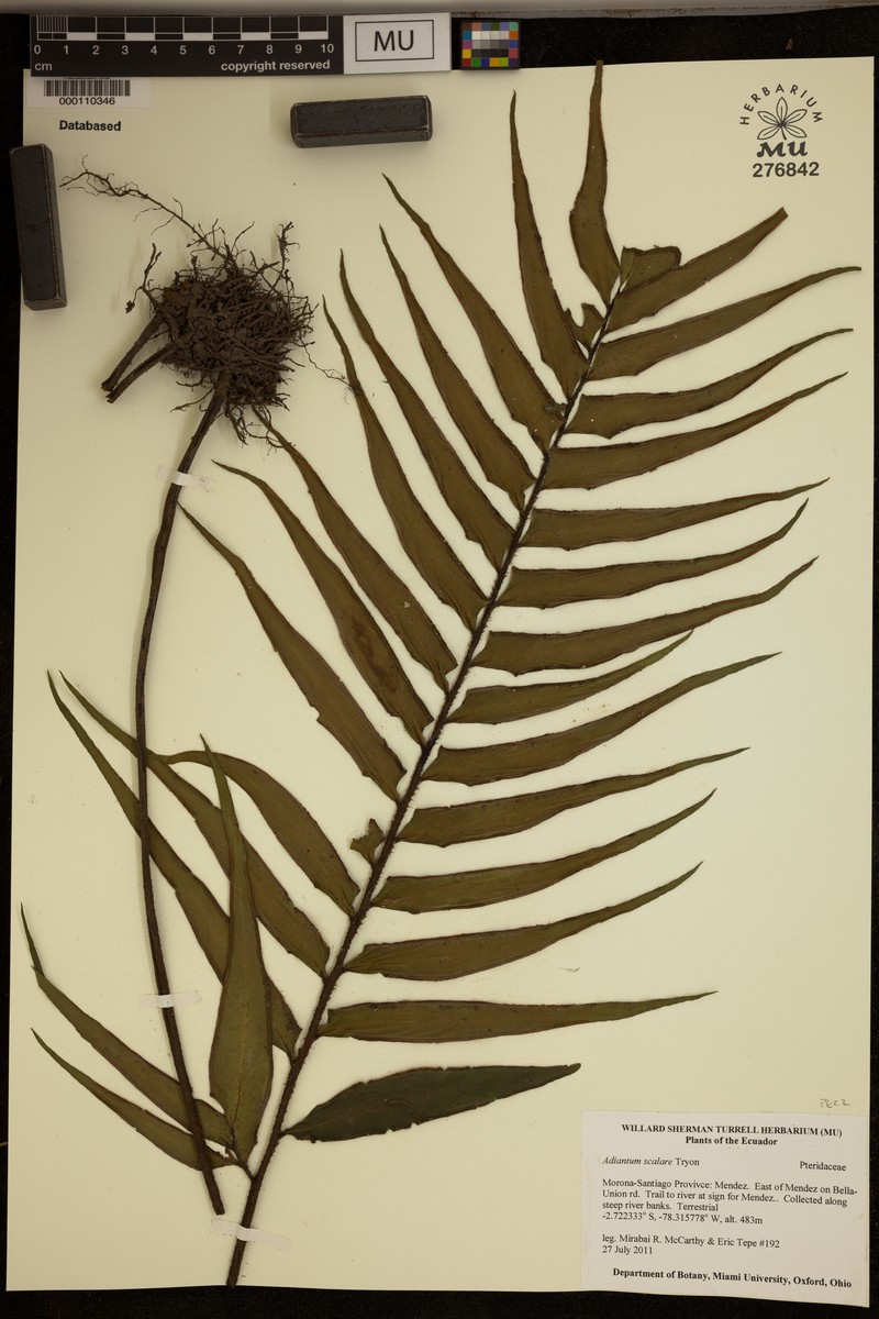 Adiantum scalare photo 5