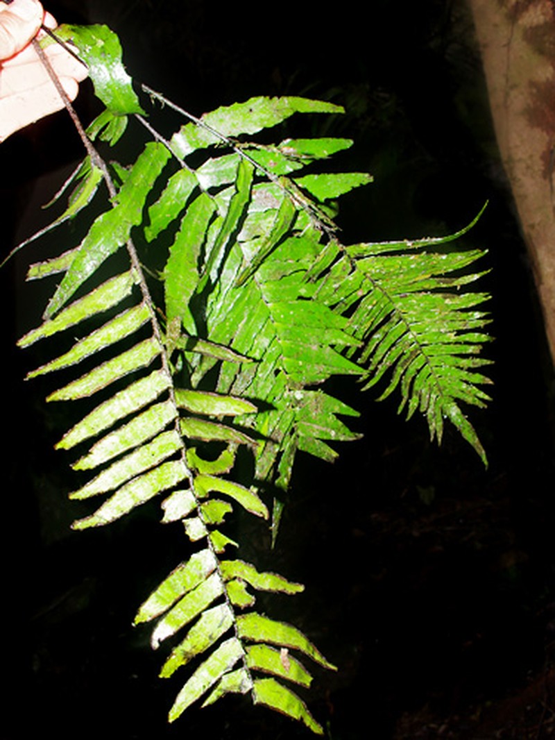 Adiantum scalare photo 6