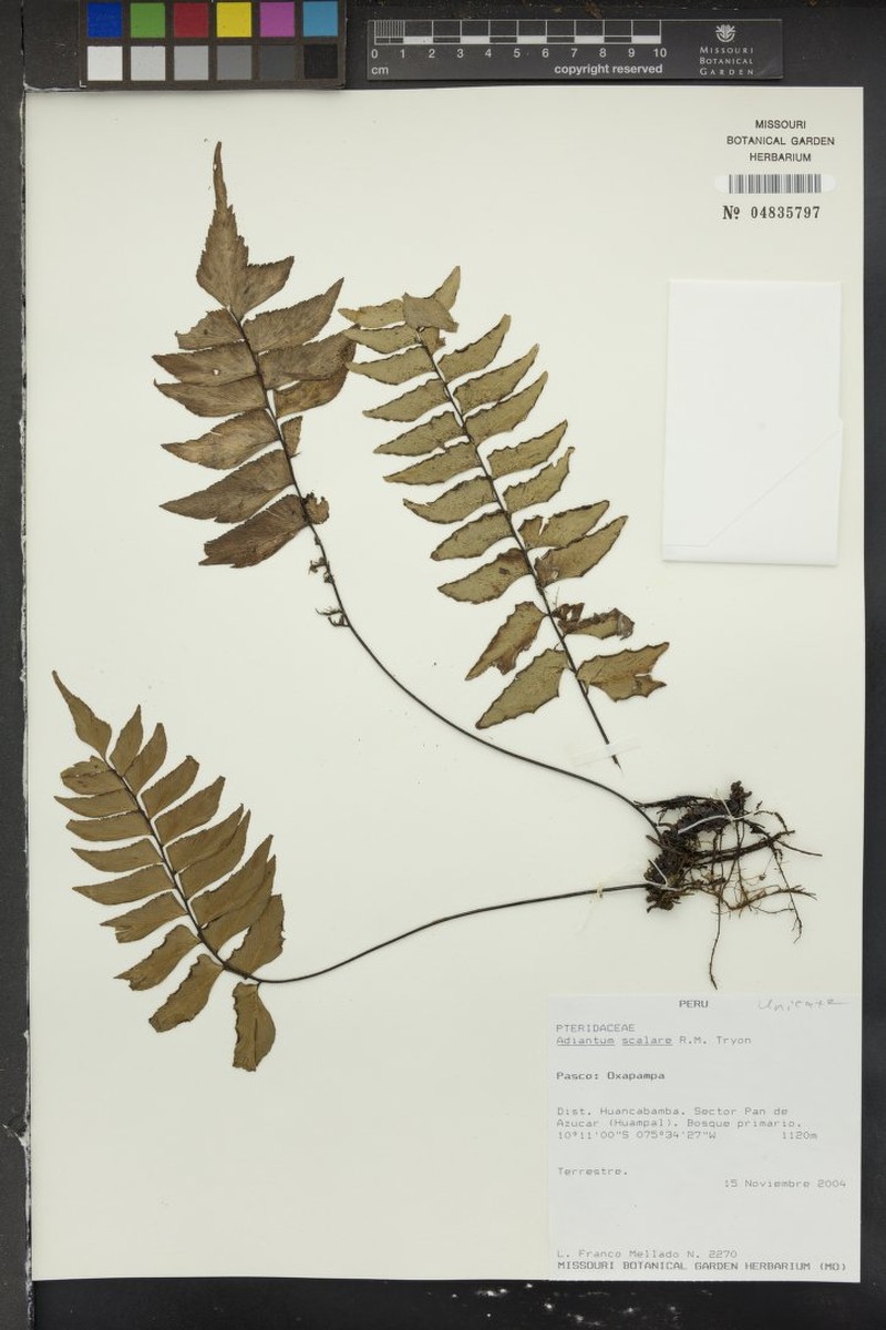 Adiantum scalare photo 7