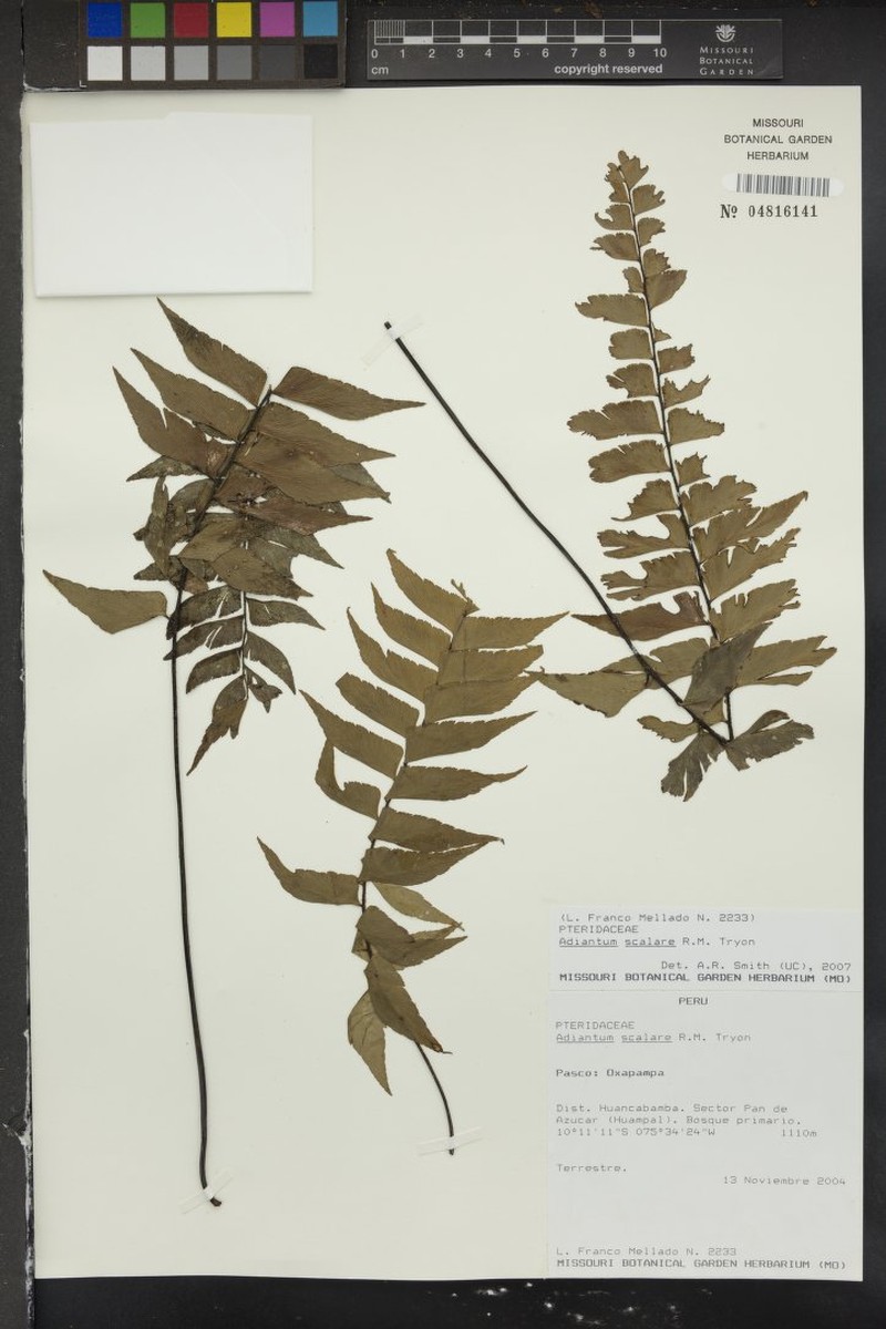 Adiantum scalare photo 8