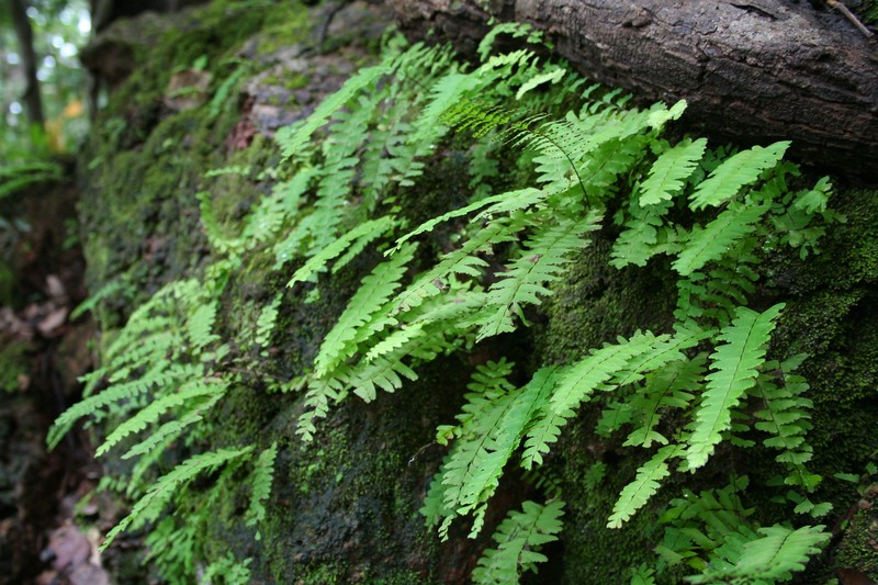 Adiantum schweinfurthii