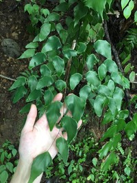 Adiantum seemannii