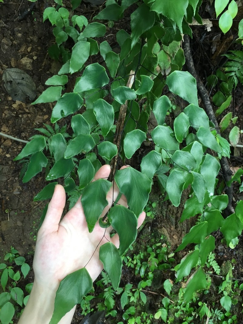 Adiantum seemannii