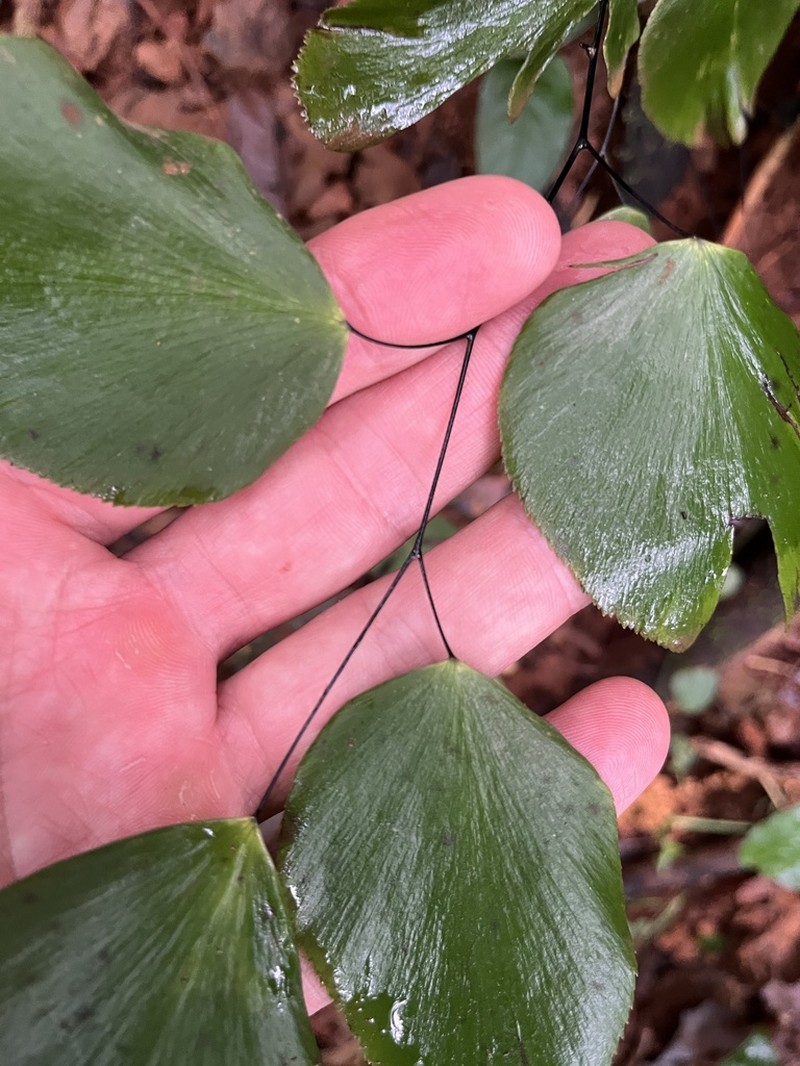 Adiantum seemannii photo 2