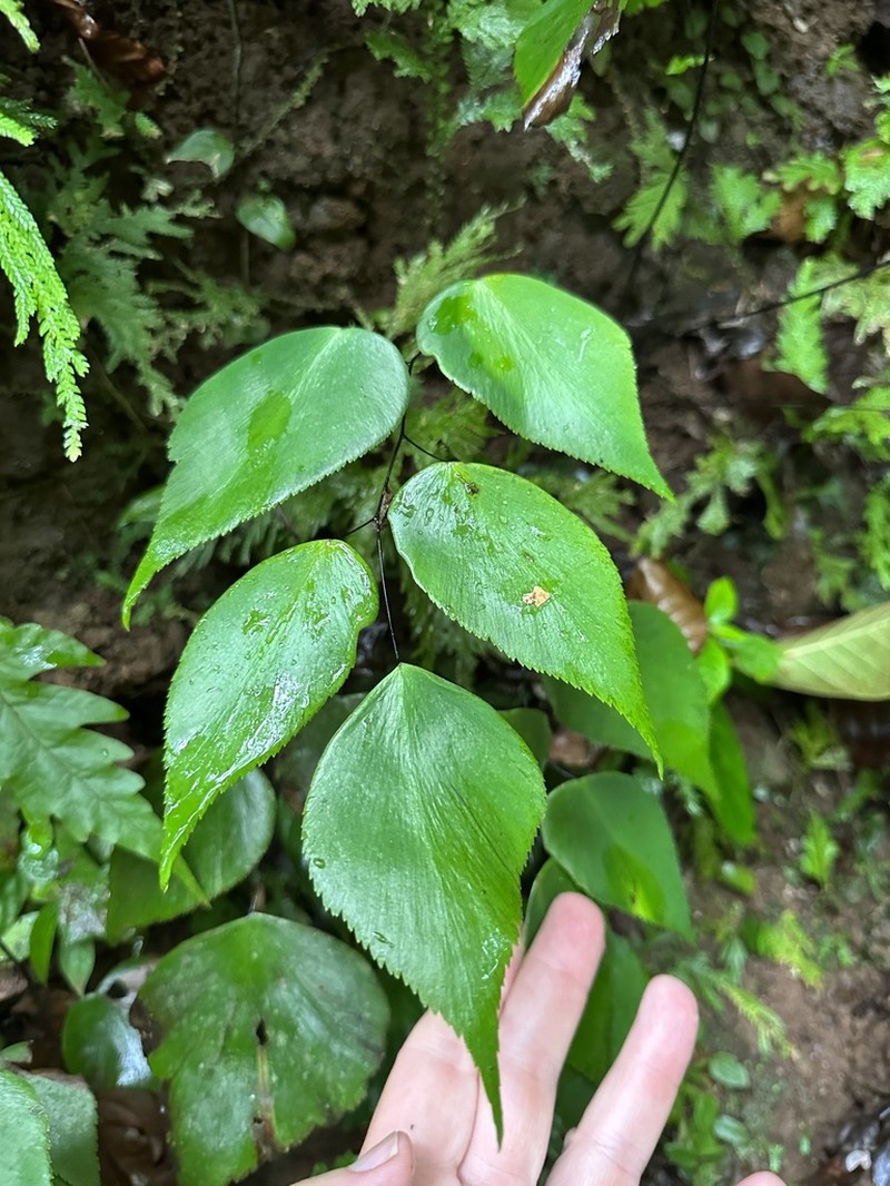 Adiantum seemannii photo 3