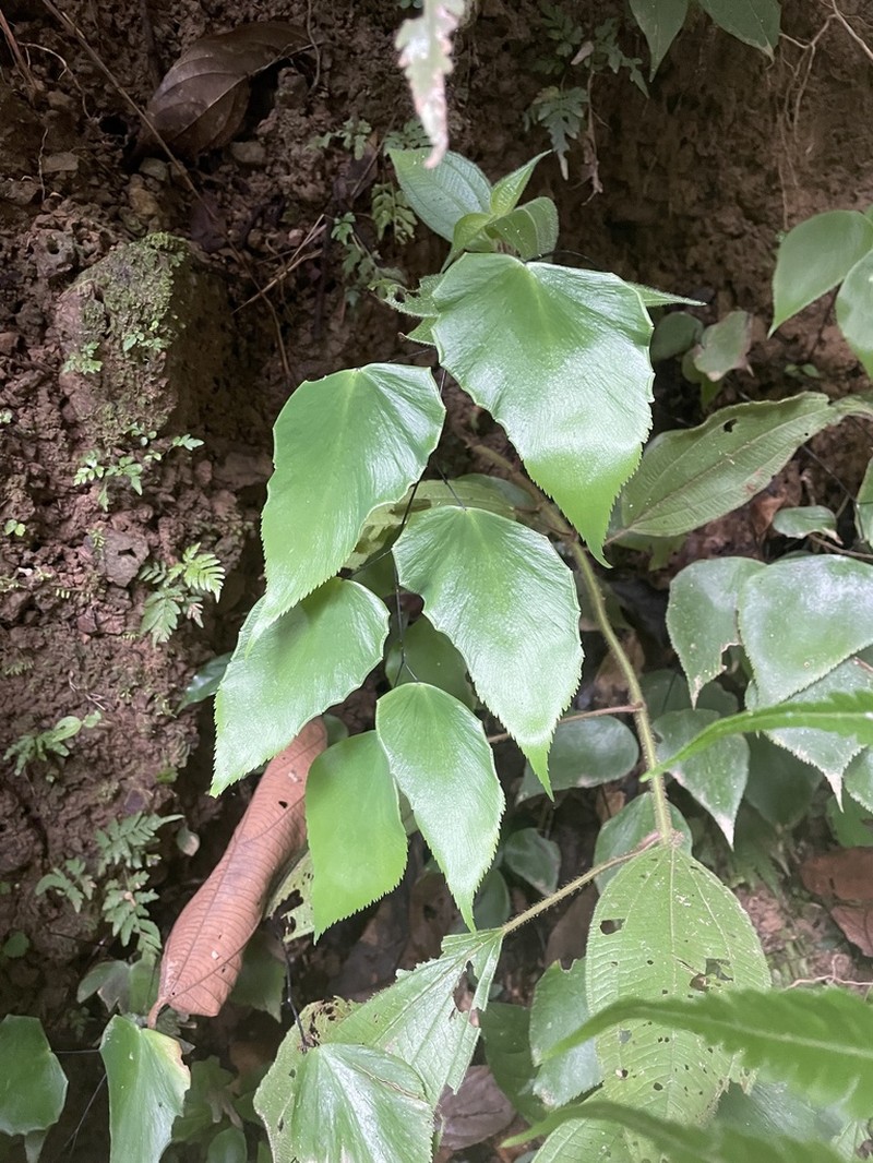 Adiantum seemannii photo 4