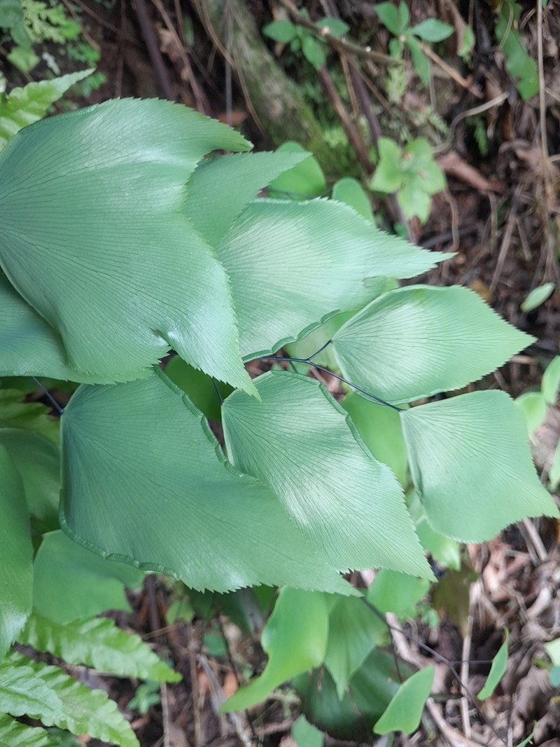 Adiantum seemannii photo 5