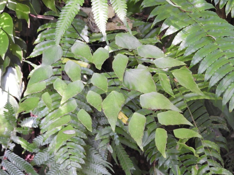 Adiantum seemannii photo 6