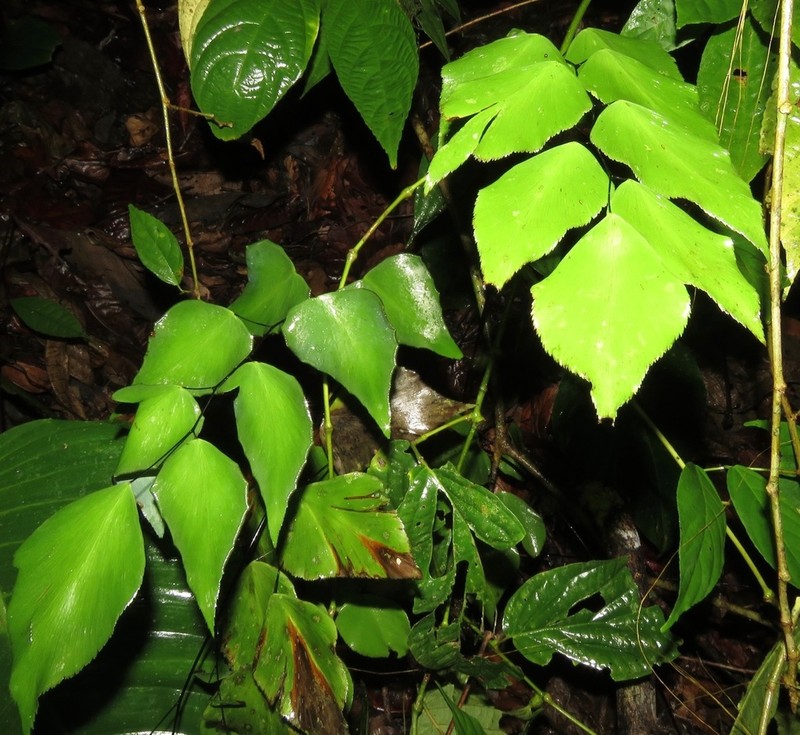 Adiantum seemannii photo 7