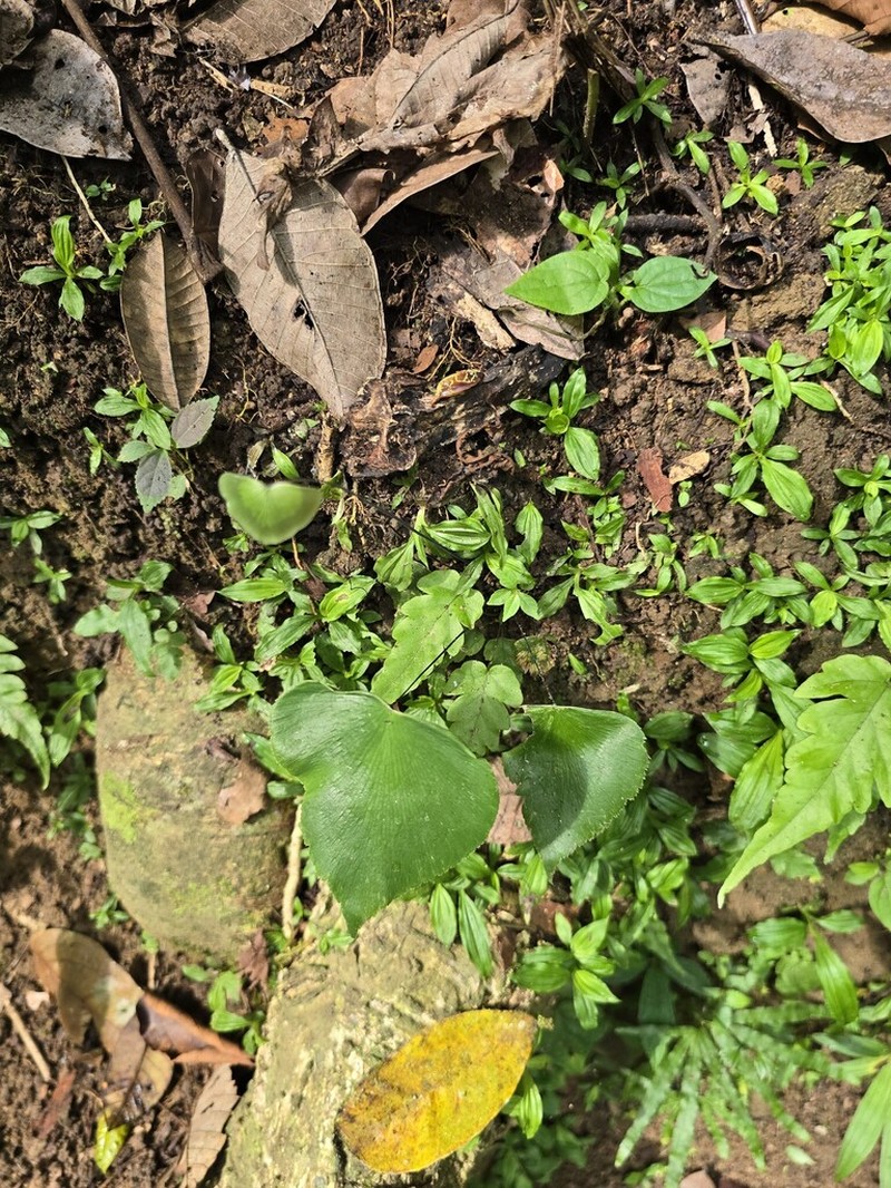 Adiantum seemannii photo 8