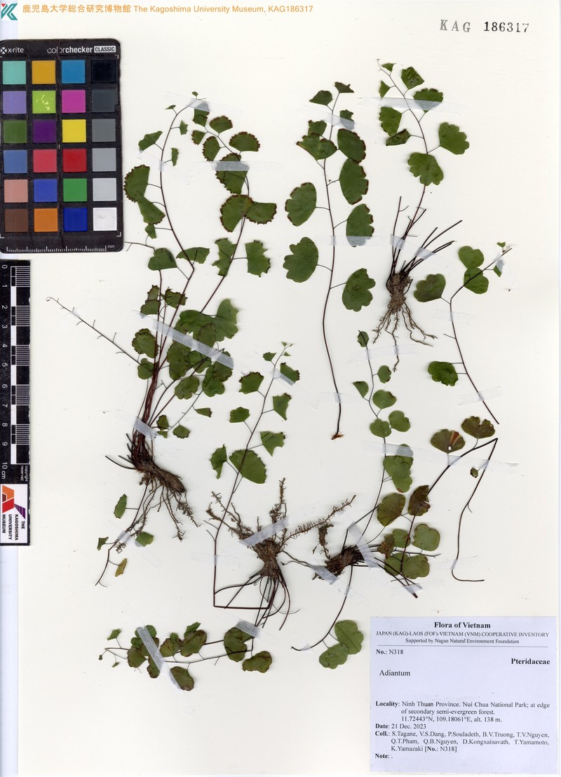 Adiantum semiorbiculatum