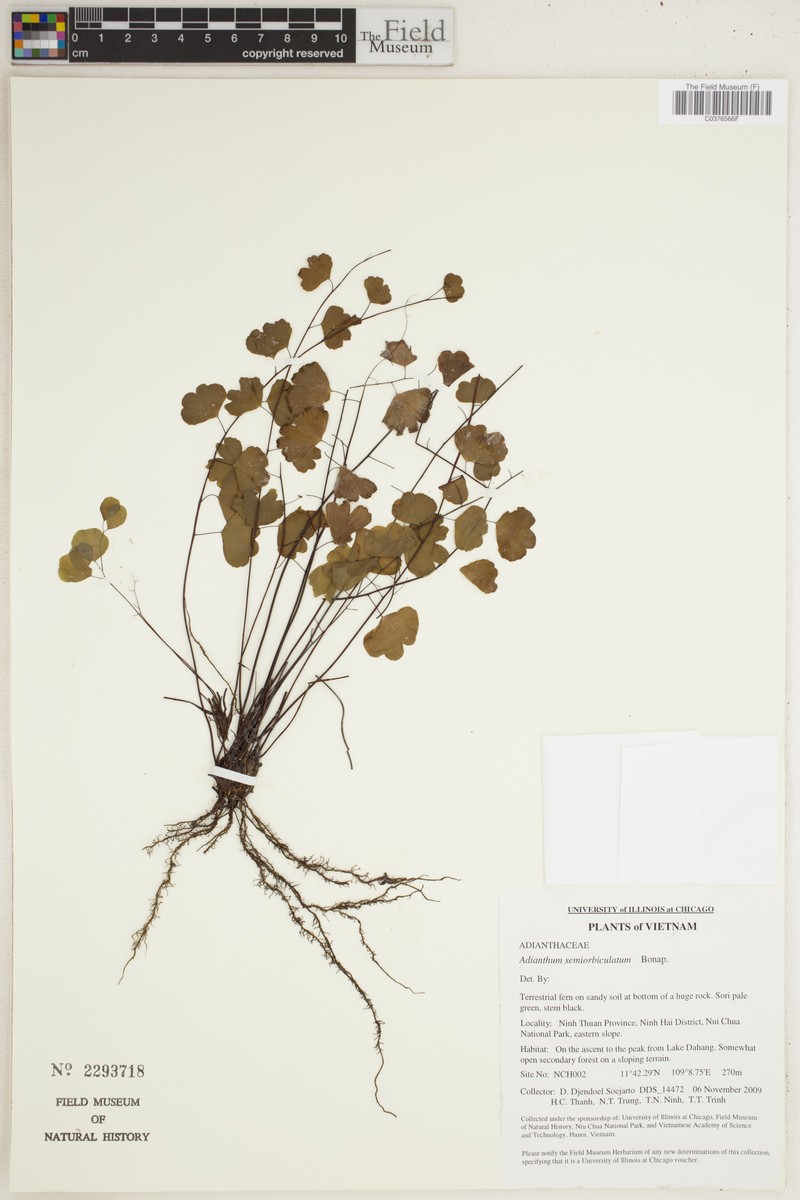 Adiantum semiorbiculatum photo 2