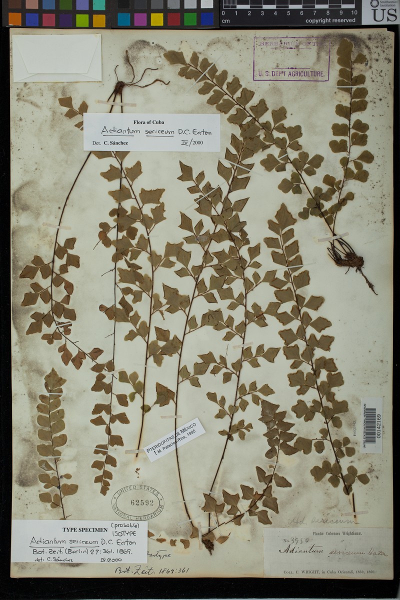 Adiantum sericeum