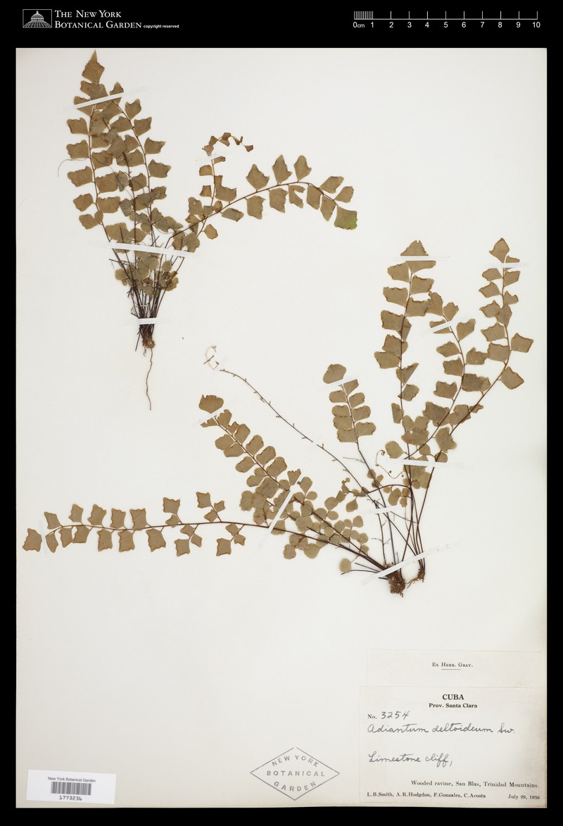 Adiantum sericeum