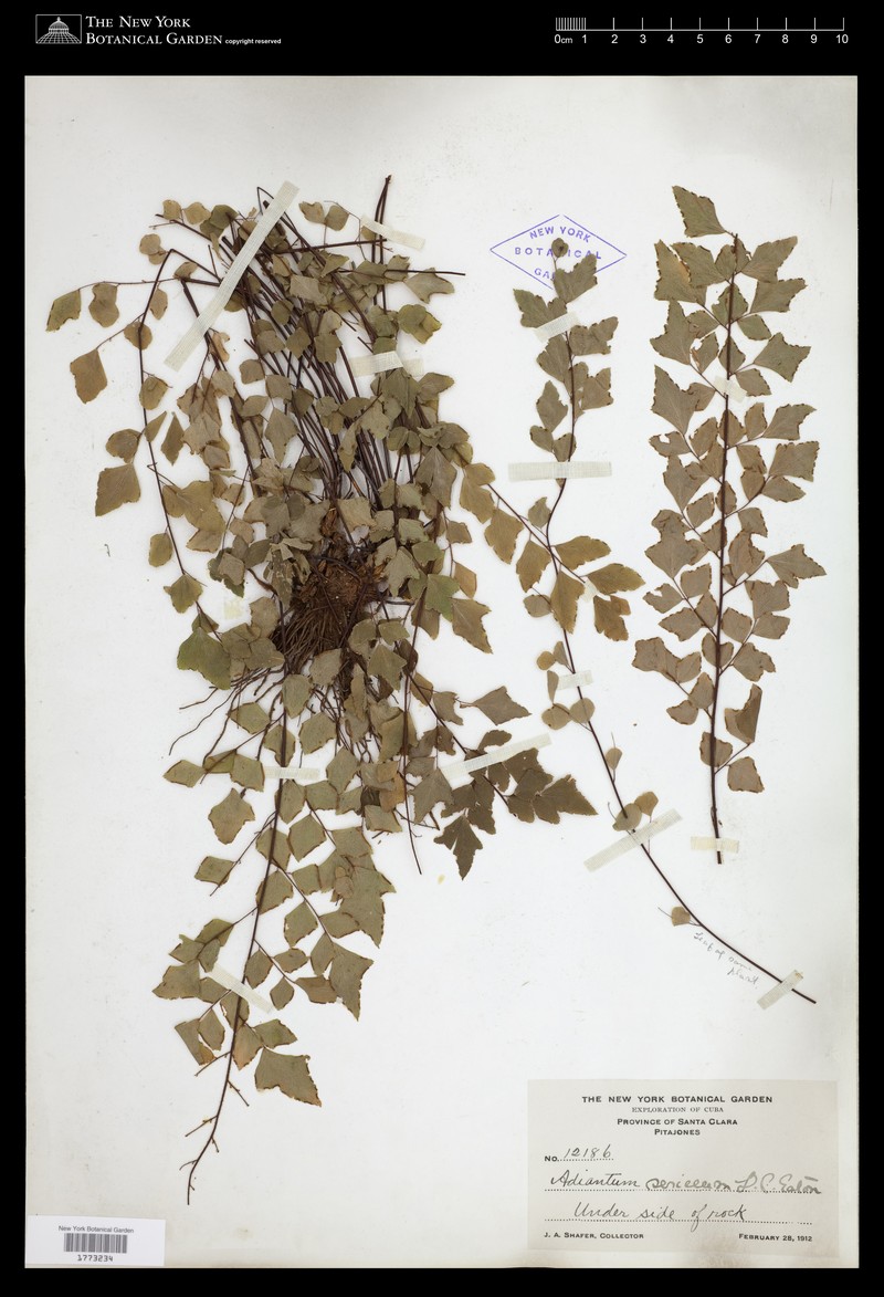 Adiantum sericeum photo 2