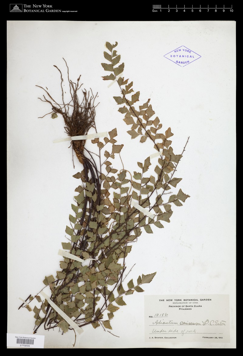 Adiantum sericeum photo 3