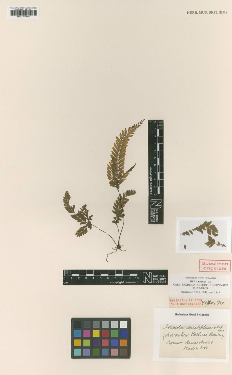 Adiantum serratifolium photo 3