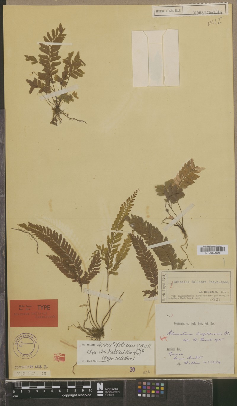 Adiantum serratifolium photo 4