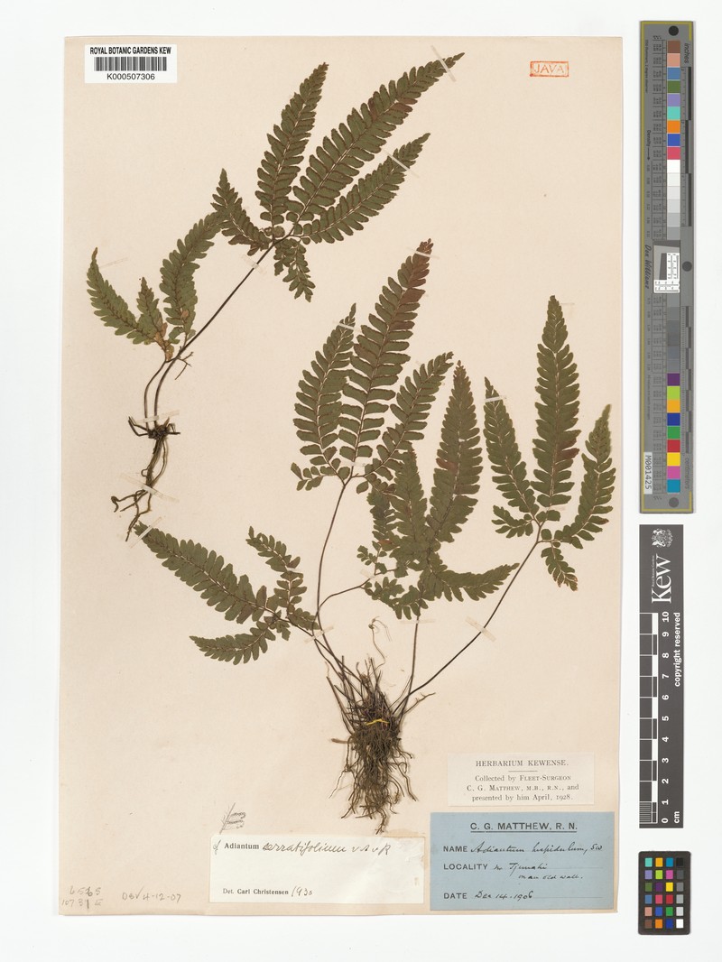 Adiantum serratifolium