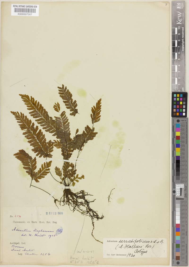 Adiantum serratifolium photo 2