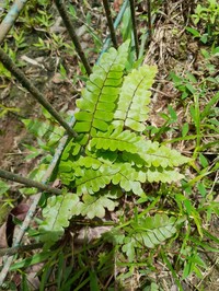 Adiantum serratodentatum
