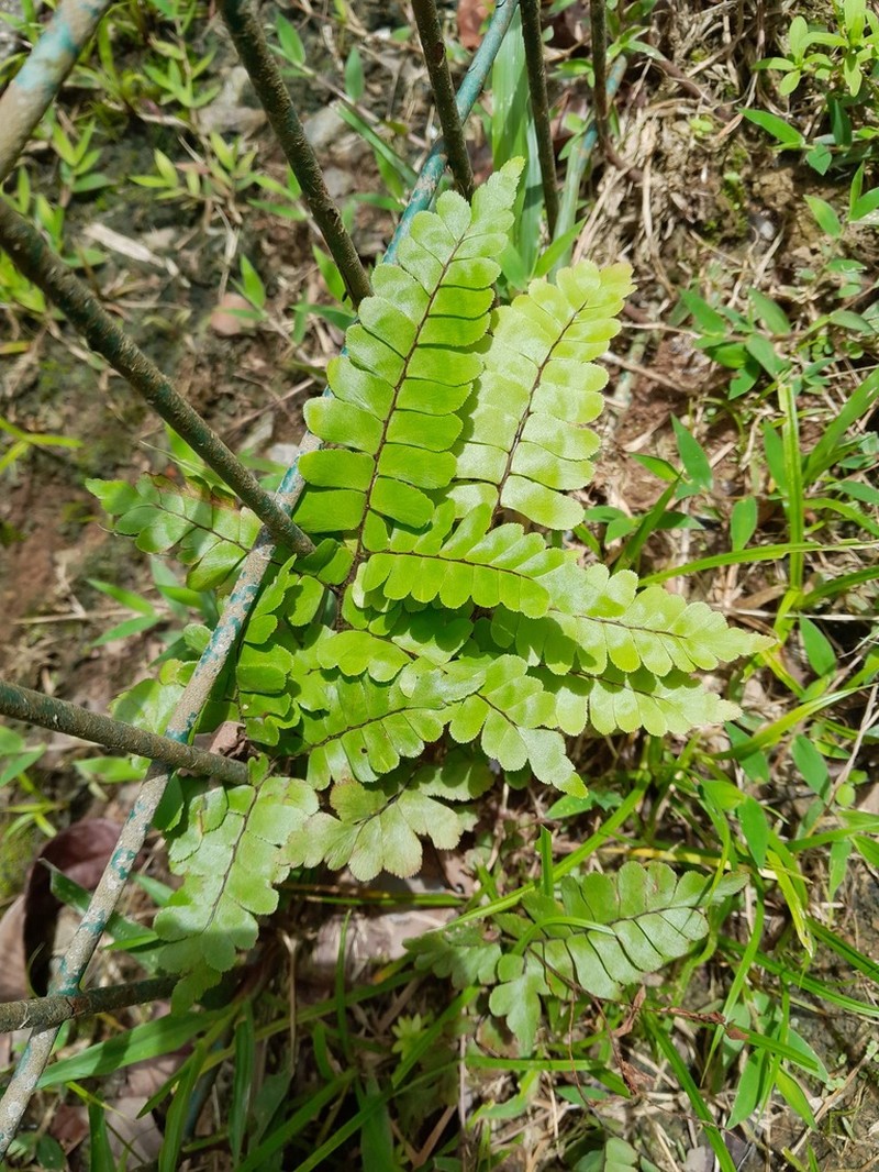Adiantum serratodentatum
