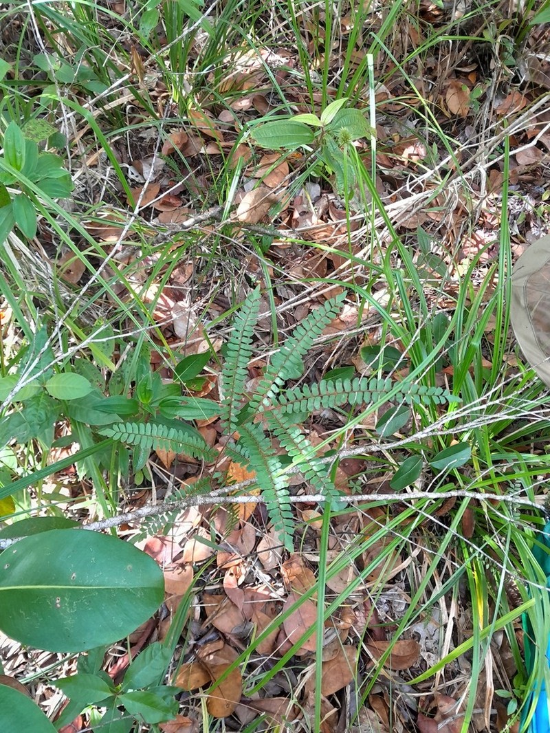 Adiantum serratodentatum photo 2