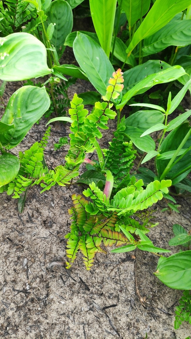 Adiantum serratodentatum photo 3