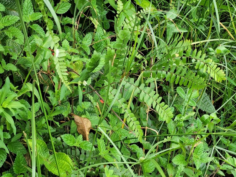 Adiantum serratodentatum photo 4