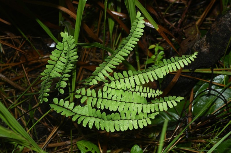 Adiantum serratodentatum photo 5