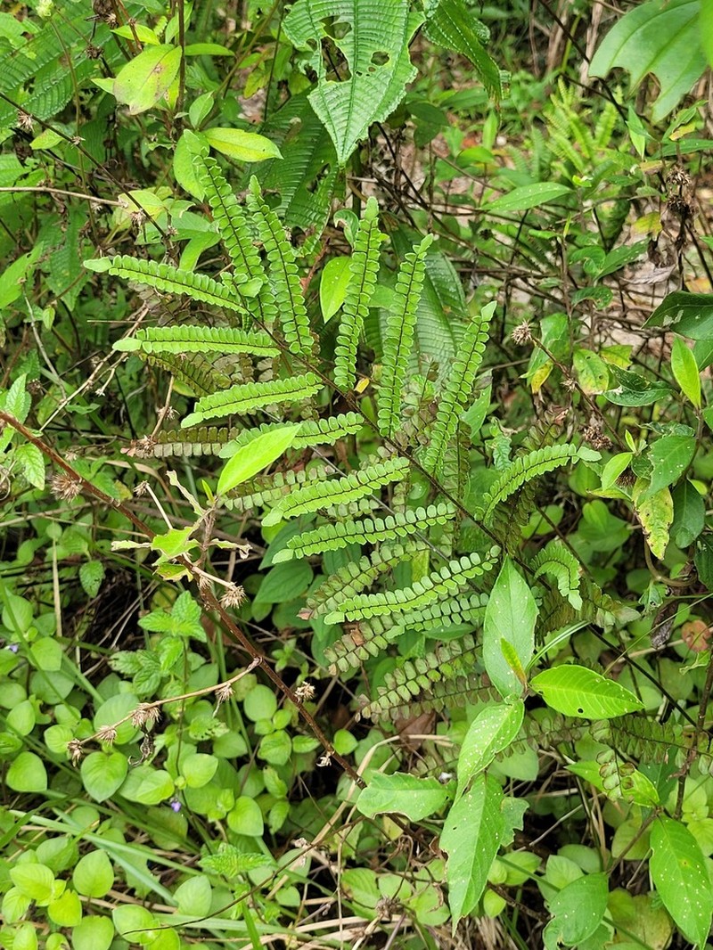 Adiantum serratodentatum photo 6