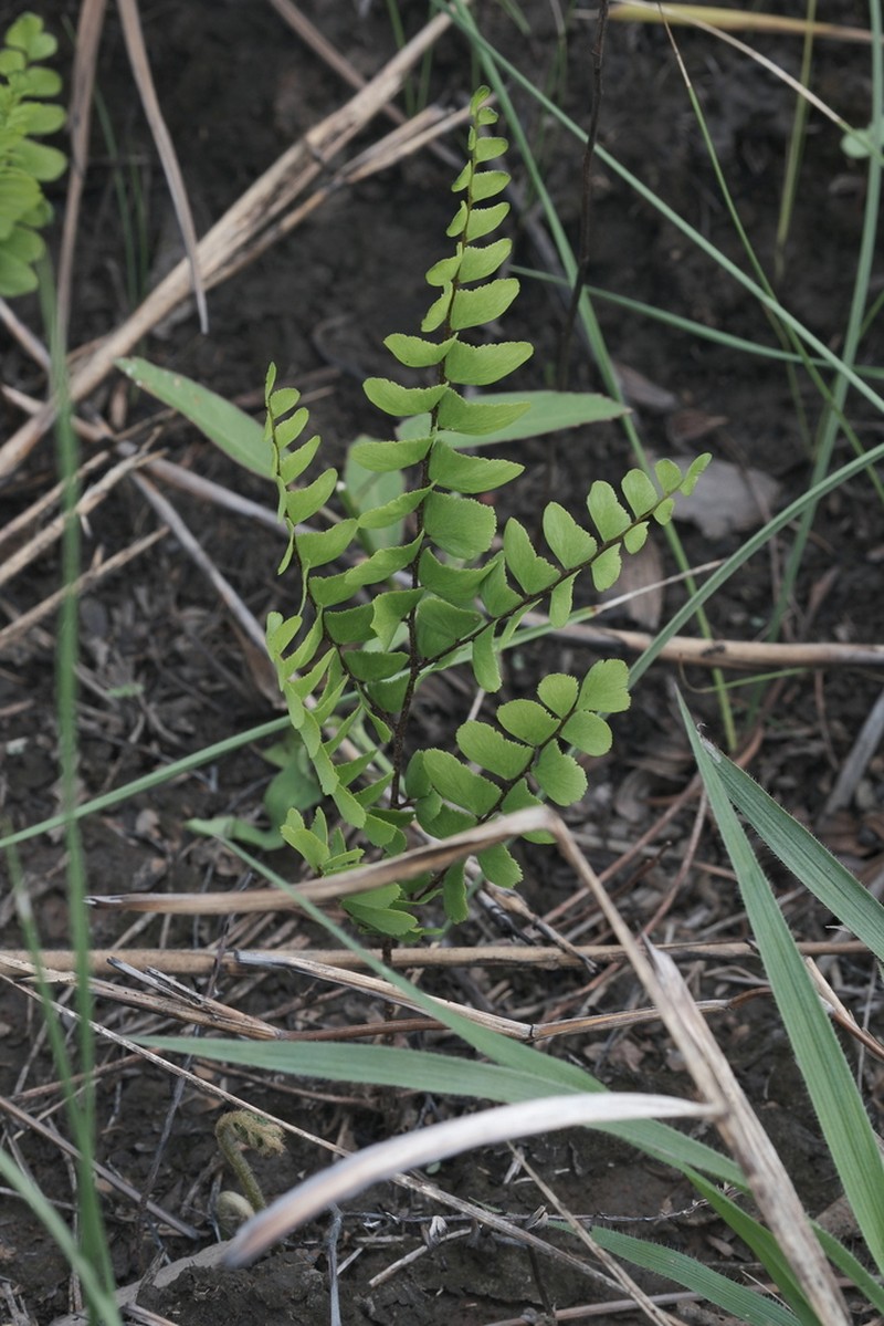 Adiantum serratodentatum photo 7