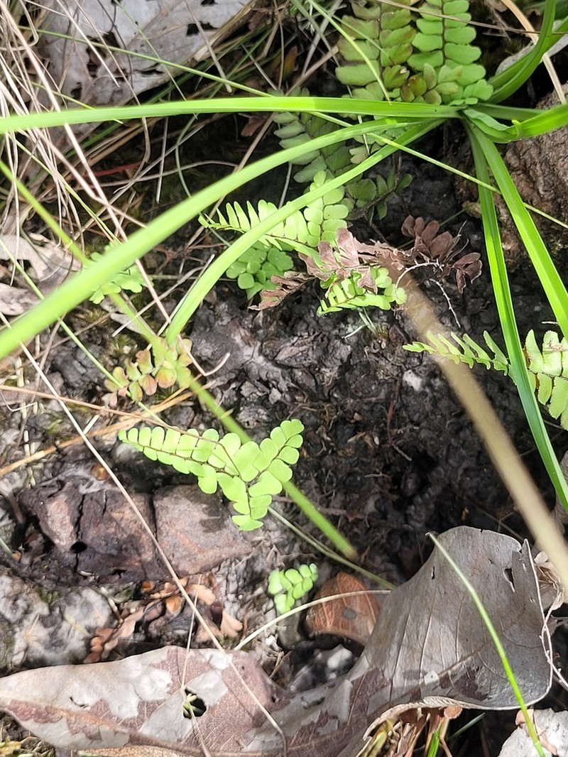 Adiantum serratodentatum photo 8