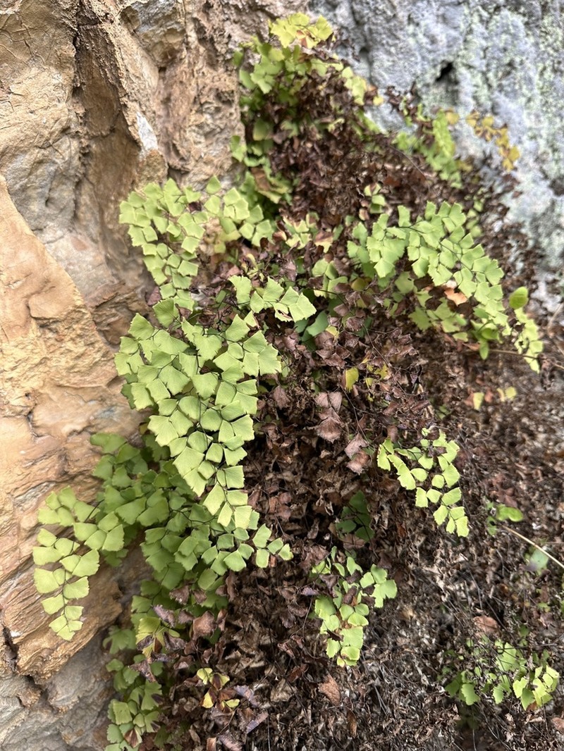 Shasta Maidenhair