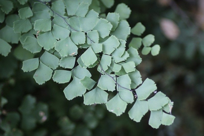 Shasta Maidenhair photo 2