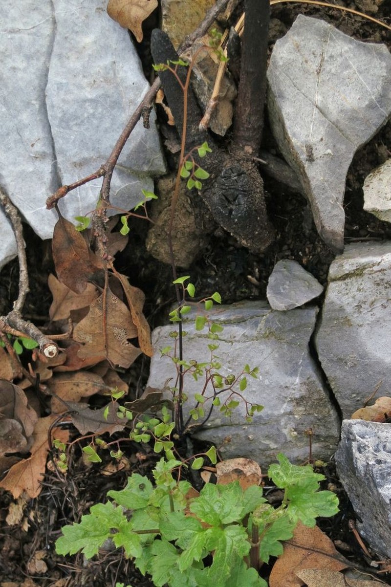 Shasta Maidenhair photo 3