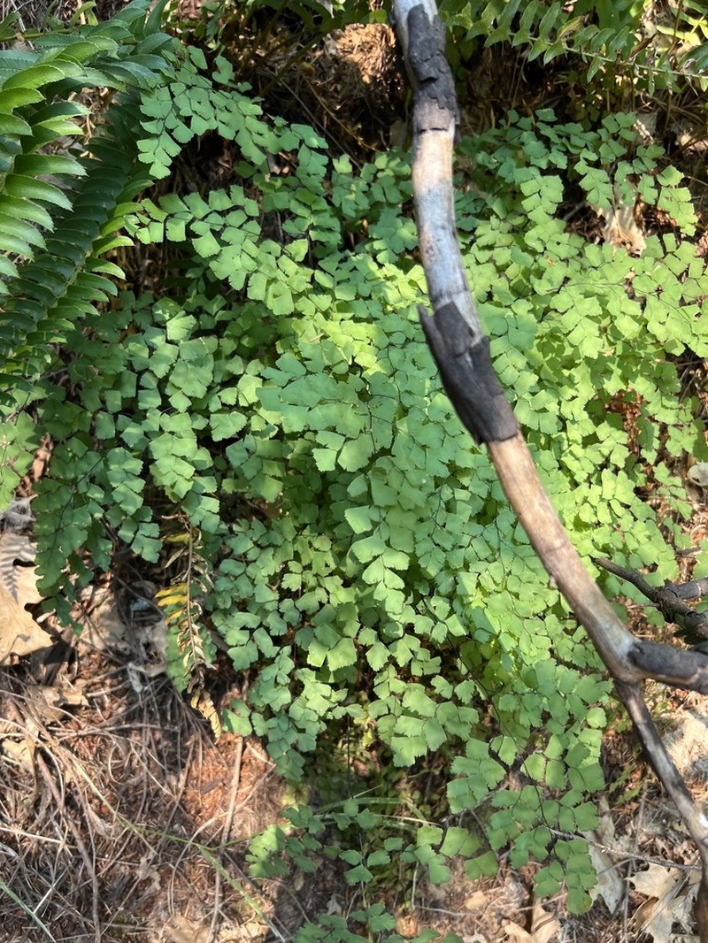 Shasta Maidenhair photo 4