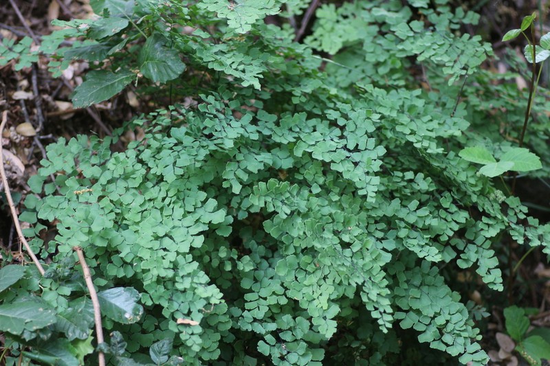 Shasta Maidenhair photo 5