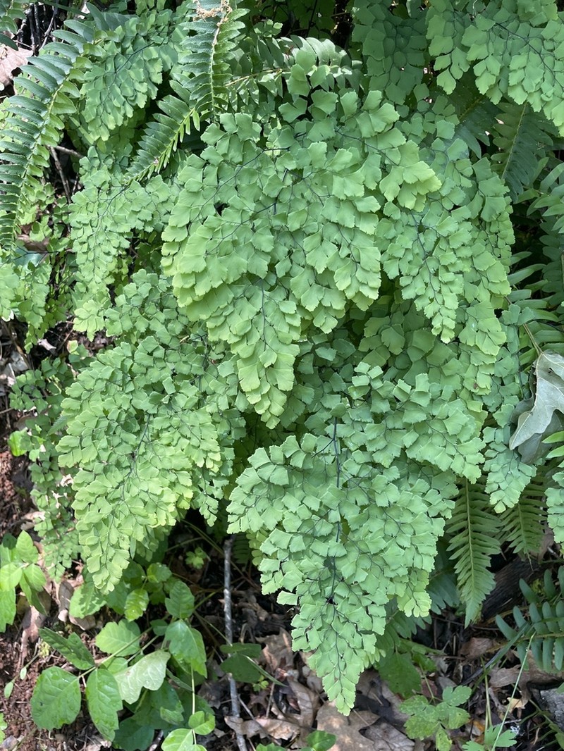 Shasta Maidenhair photo 6