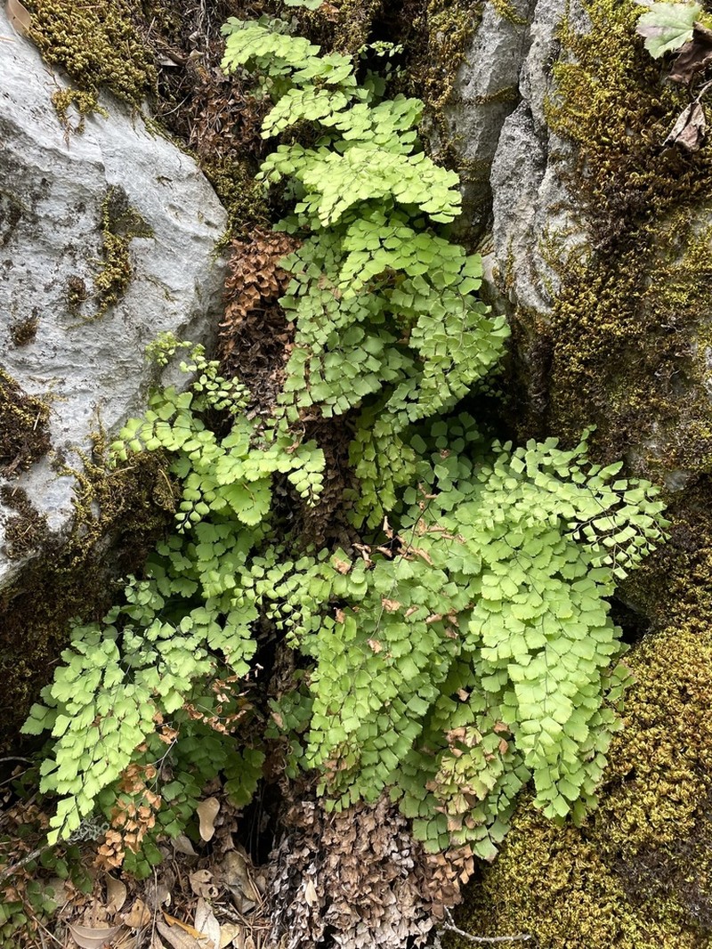 Shasta Maidenhair photo 7