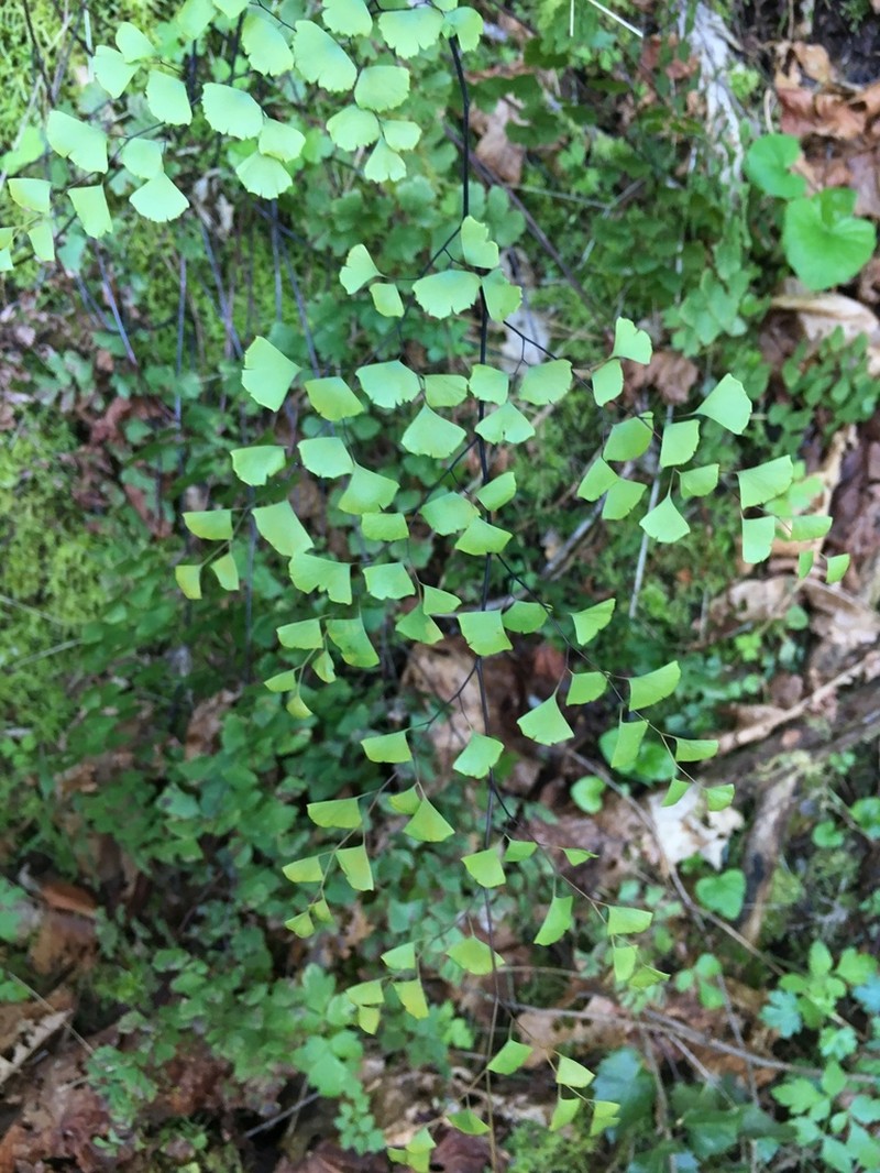 Shasta Maidenhair photo 8