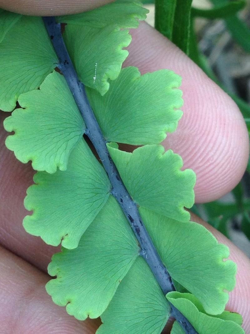 Adiantum shepherdii